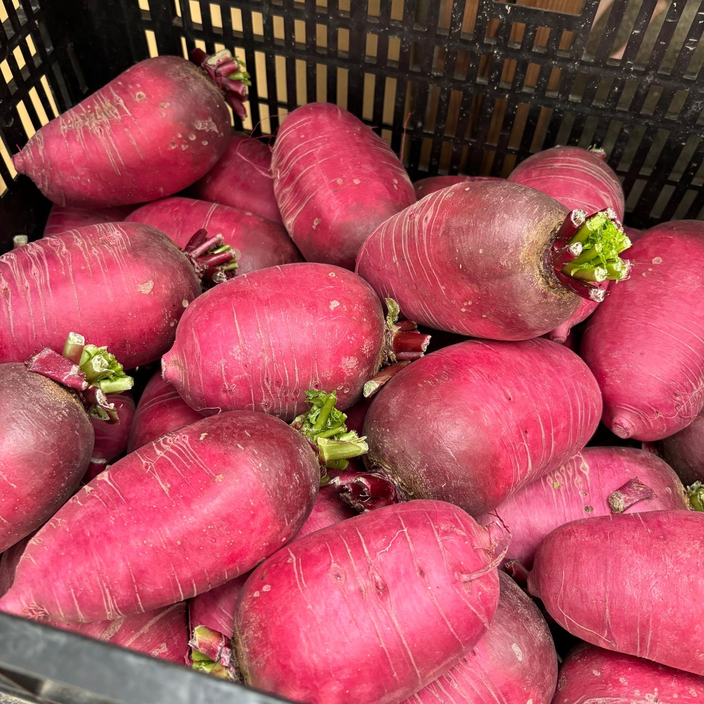 【有機JAS】紅くるり大根 3kg(おおたに農園)