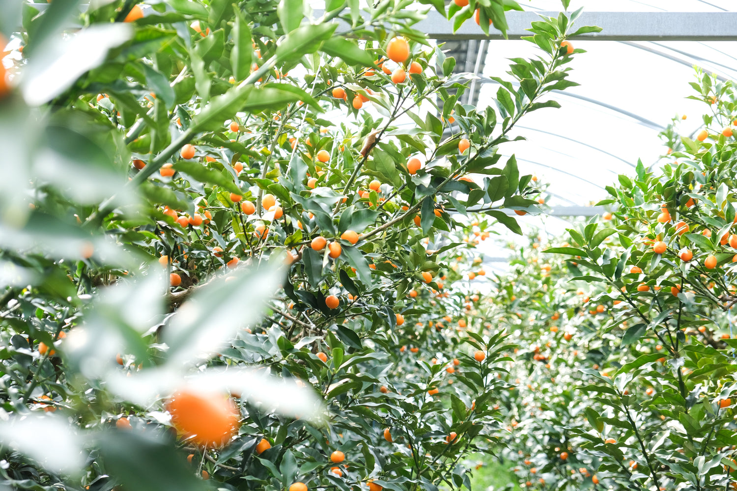 農産物（人間用）