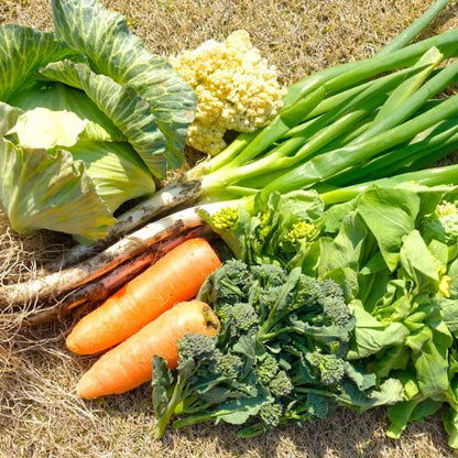 送料込【野菜ソムリエプロ監修】身体がよろこぶ野菜セット