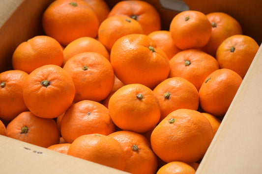 [有機栽培]早生みかん4kg（おおたに農園）