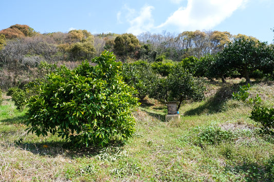 [自然栽培]無農薬みかん5kg（松井農園）