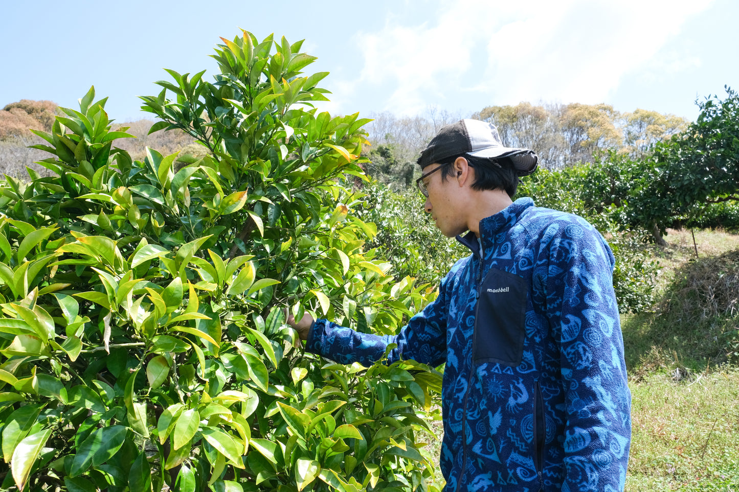 [自然栽培]無農薬みかん5kg（松井農園）