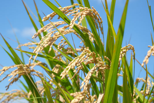 [半年払い]自然栽培米10kg「ヒノヒカリ」松井農園　送料無料