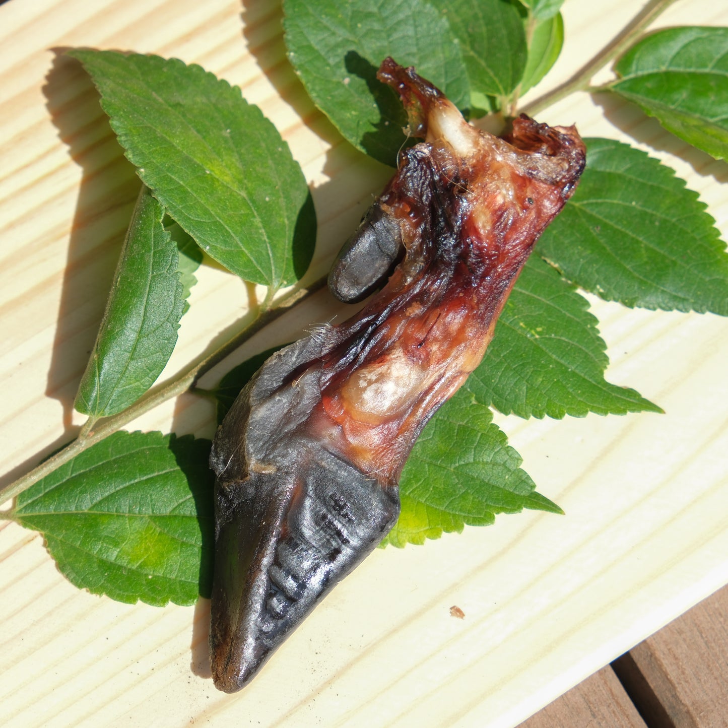 鹿の蹄（3~5個）-コリコリ食感がやみつきに。小さくても噛み応え十分。