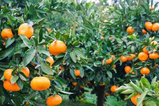 【有機JAS】早生みかん5kg（おおたに農園）